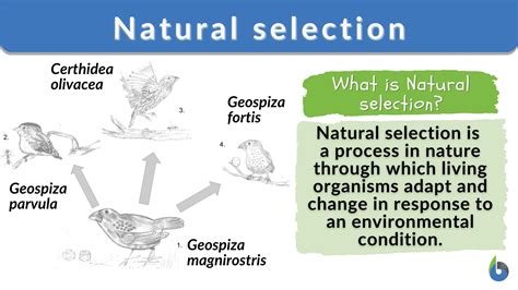 natural selection & evidence of evolution worksheet answer key
